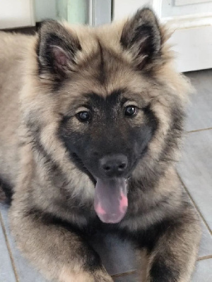 Étalon Eurasier - Astral nova Du Val De La Fenouillere