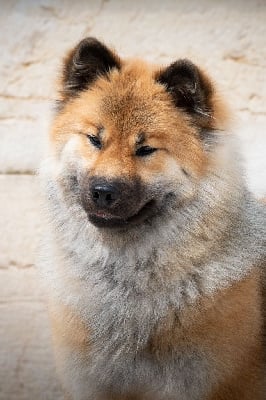 Étalon Eurasier - Volva freya joggie Des Murmures De Sigrune