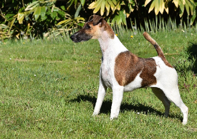 Étalon Fox Terrier Poil lisse - CH. Fox Rebell R'mione granger