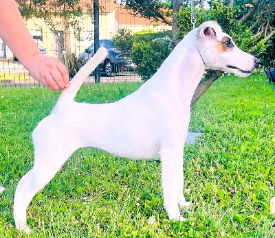 Étalon Fox Terrier Poil lisse - Fox Rebell Totaly in love