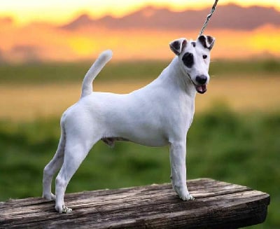 Étalon Fox Terrier Poil lisse - CH. Milou junior du Manoir Saint Adrien