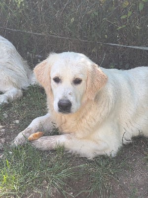 Étalon Golden Retriever - Very lovely rebelle Des Fees Du Dolmen