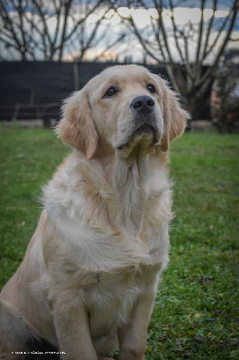 Étalon Golden Retriever - Valentine dite oh'ana De L'harche De Repand