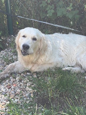 Étalon Golden Retriever - Victoria des sables d'ipaména