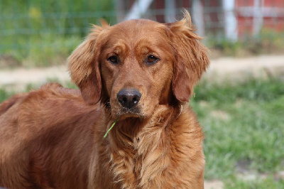 Étalon Golden Retriever - Unlike anyone else Des Bruyères De Servière