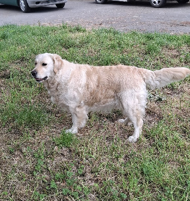 Étalon Golden Retriever - Simba du moulin de la tour des Haies