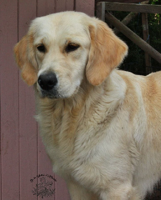 Étalon Golden Retriever - Brook (usa's dream brooklyn) De La Vallée D'allianka