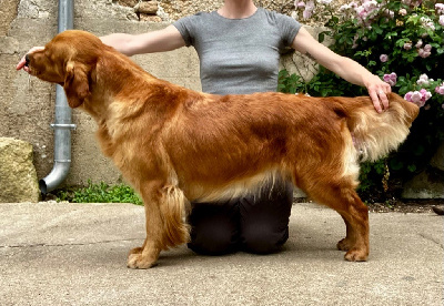 Étalon Golden Retriever - Stella De La Petite Sulka