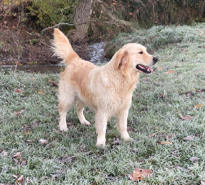 Étalon Golden Retriever - Tokyo (Sans Affixe)