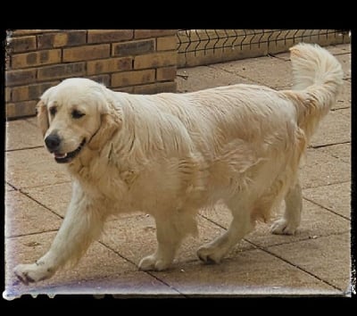 Étalon Golden Retriever - Tessa De L’Elite Du Grand Est