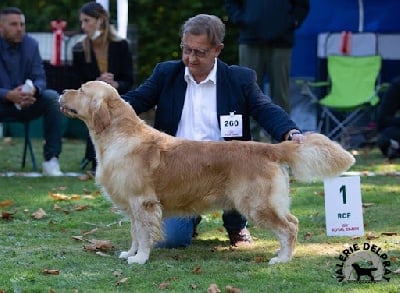 Étalon Golden Retriever - CH. terra di siena Invictus du bois de la rayere