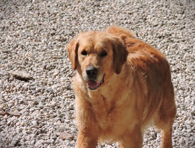 Étalon Golden Retriever - R'mione Elixir d'Aydoilles