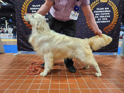 Étalon Golden Retriever - Snoopy Du Manoir Du Vauclair