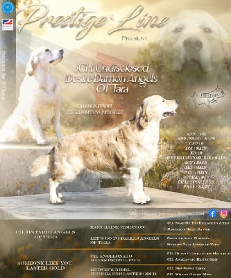 Étalon Golden Retriever - J.ch undisclosed desire damon Angels of Tara