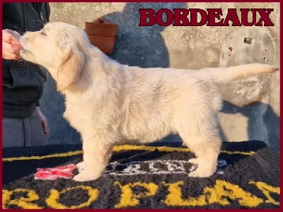 Étalon Golden Retriever - Vaiana The Golden Dream Forever