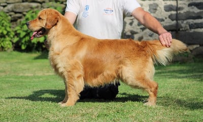 Étalon Golden Retriever - Ultimate gold edition Angels of Tara