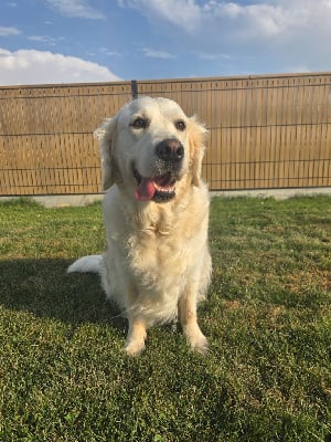 Étalon Golden Retriever - Saya Of Delicious Gold