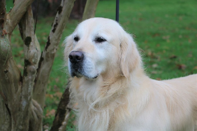 Étalon Golden Retriever - Night dancer Du Pays De Boheme