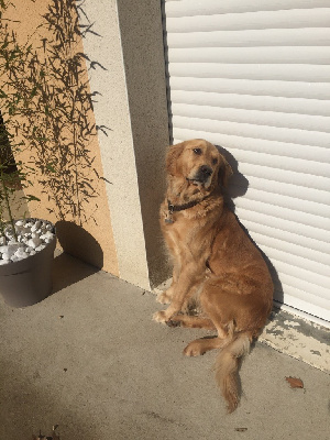 Étalon Golden Retriever - Joyce du clos valéone