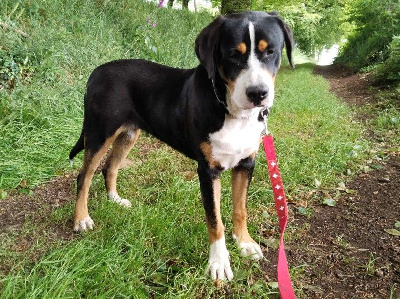 Étalon Grand bouvier suisse - Westa eki balarda