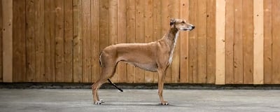 Étalon Greyhound - CH. Ovalie red panther des sables d'élodie