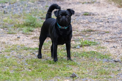 Étalon Griffon belge - Rhum baba du Clos Napolitain