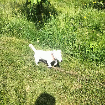 Étalon Jack Russell Terrier - Vicky des Diamants Verts