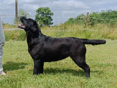 Étalon Labrador Retriever - Verone du pré de l'égvonne