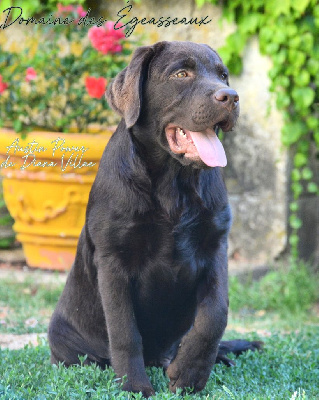 Étalon Labrador Retriever - Austin power de diana villae