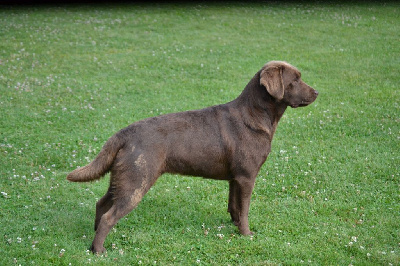 Étalon Labrador Retriever - Sologne Hunters's Tiramisu
