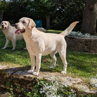 Étalon Labrador Retriever - Vyck (Sans Affixe)