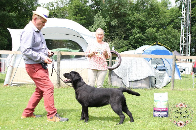 Étalon Labrador Retriever - Velvet du taillis madame