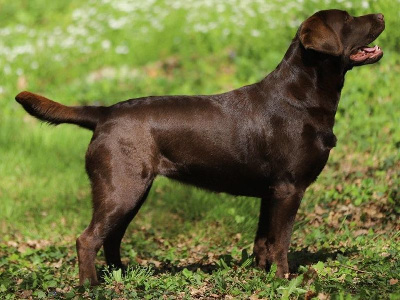 Étalon Labrador Retriever - Tweety love bigny des Perdreaux de la Septaine
