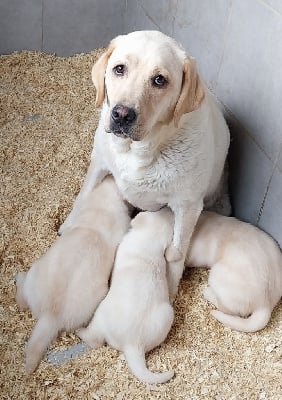 Étalon Labrador Retriever - Ubi du moulin de madjurie