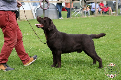 Étalon Labrador Retriever - Canadian timbit z grodu hrabiego malmesbury