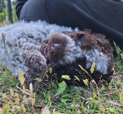 Étalon Lagotto Romagnolo - Ass de la Victoire d'Urtie