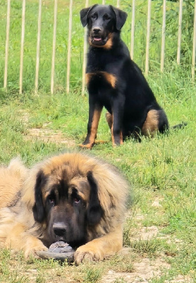 Étalon Leonberger - Toumiel Grands sphynx paisibles