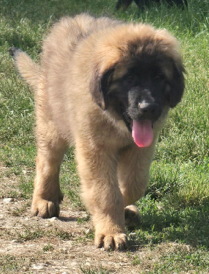 Étalon Leonberger - Vidock de l'arche de caux