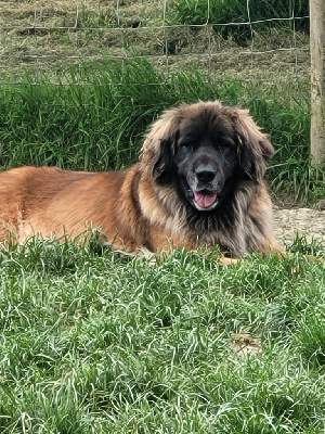 Étalon Leonberger - Ora des visions de galem