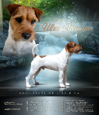 Étalon Parson Russell Terrier - CH. Maxfly Ultra meccano