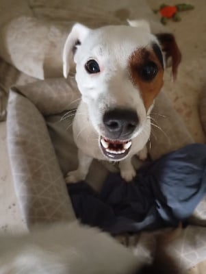 Étalon Parson Russell Terrier - V'marvi Du Domaine Des Palleteaux