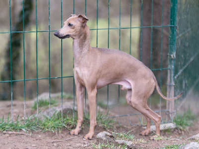 Étalon Petit Levrier Italien - Un prince presque charmant de magistris