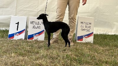 Étalon Petit Levrier Italien - CH. Valse 2 vienne des Joyaux d'herneith