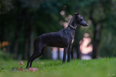 Étalon Petit Levrier Italien - Rage de vivre de magistris