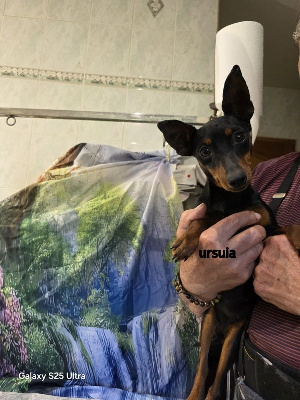 Étalon Pinscher nain - Ursuia (Sans Affixe)