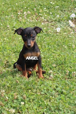 Étalon Pinscher nain - Angel Killer Angel-amaru