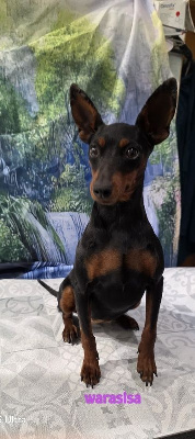 Étalon Pinscher nain - Venus-warasisa (Sans Affixe)