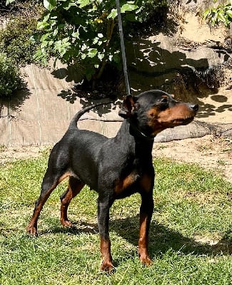 Étalon Pinscher nain - Ruby du Pirou