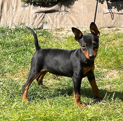 Étalon Pinscher nain - Ava (Sans Affixe)