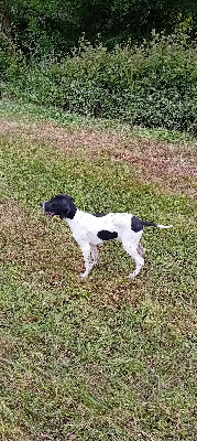 Étalon Pointer - Aitor des Sultans Landais